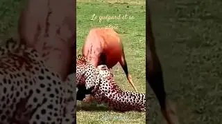 Le guépard utilise sa mâchoire puissante pour une prise rapide et ferme sur la gorge de sa proie
