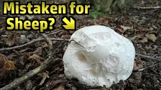 Giant Puffballs - Foraging, Cooking and Tasting