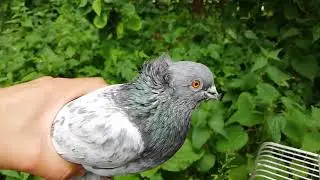 Голуби Таджикистана Лалак и Вок