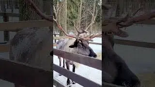 олень 
