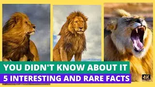 5 Rare and Interesting Facts about African Lion