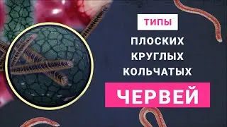 Типы плоские, круглые и кольчатые черви.