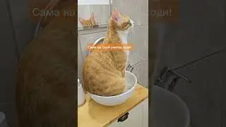 Как приучить кота к унитазу 🚽🐈 - заключительные этапы