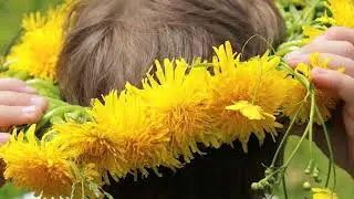 Одуванчики / Dmuchawce