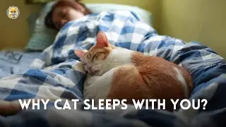 Why does your cat SLEEPS with you? Your cat might see you their mother