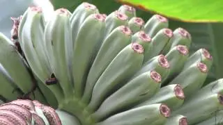 Как растут бананы в Сочи