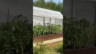 Улучшаю внешний вид грядки 😊 