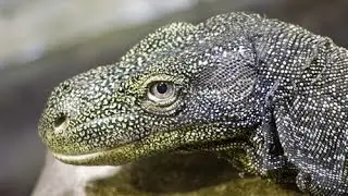 Reptiles Taking Over California! SnakeBytesTV