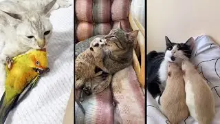 Funny and cute CATS 🐱Videos🔶 Сompilation # 40🔶