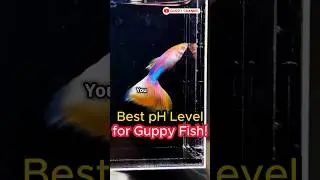 Guppy Fish Care - Best pH Level for Guppy Fish ! #fishtank #guppychannel #aquarium