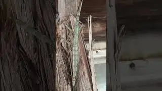 Big Ass I Walking Stick