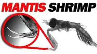 Baby Mantis Shrimp Strikes Captured in Slow Motion