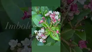 Imbolc~The return of the light