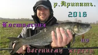 р. Припять. 2016.  Ностальгия по весеннему жереху.