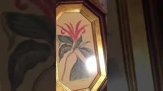 Ботанические гравюры в рамах. Италия. ч. 1