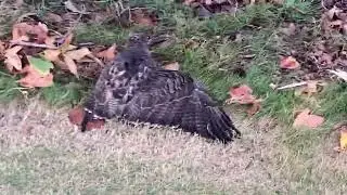 Bonked a Bird On The Head!