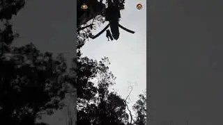 Evakuasi Kapolda Jambi oleh tim Sar Gabungan