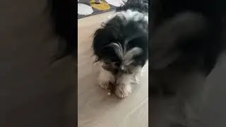 5 Микки лакомится)