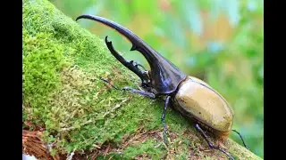 Escarabajo Hércules
