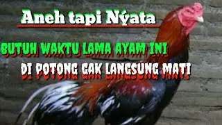 viral || viral video of chicken cut, not immediately die