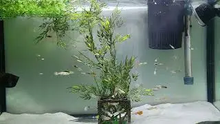 Guppies 7