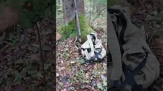 В лесу с Вьюгой!