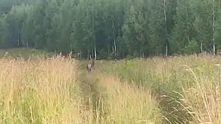 Встреча с оленем\Encounter with a deer