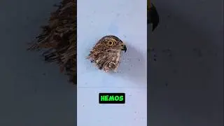 Creó una Obra Maestra Con Basura😱 #viralvideo #shortsvideo