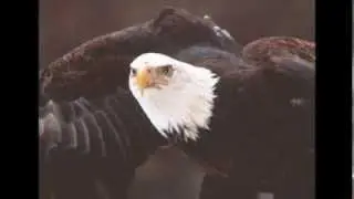 Орёл парящий