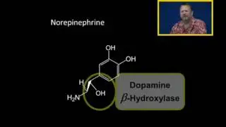 Biosynthesis of Catecholamines