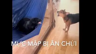 Không hiểu lý do gì mà Mực mập ngày nào cũng bị chửi vài lần