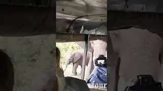 Elephant stand off in Chobe National Park #elephant #nature #animals #shorts #travel #wildlife
