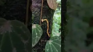 Наземная планария (Bipalium sp.)- необычный плоский червь