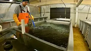 Working at a fish Hatchery in Alaska