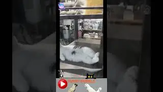 приколы с животными , смешные моменты , коты и собаки  , смех до слез #cat #dogs #animals