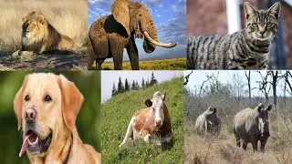 Animal Sounds For Children | animals sounds | Wildlife and Domestic Animal Sounds | animals voice