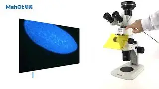 MZX81 Stereo-fluorescence microscope