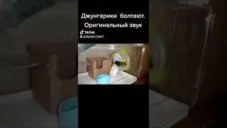 Джунгарские хомячки  болтают