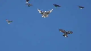 Полеты на Марганецком голубедроме  20 04 22г