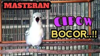 MASTERAN CIPOW BOCOR ‼️ ANTENG NAGEN TANPA LOMPAT DARI TANGKRINGAN.