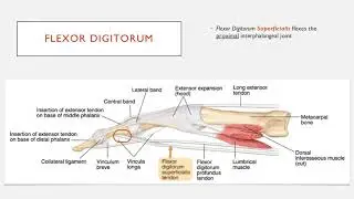 Understand the Insertion of Flexor Digitorum Muscles in 2 Minutes