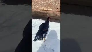 Тайчик 2
