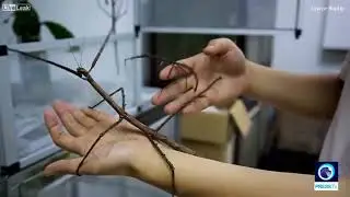 World's largest bug is the length of a human arm
