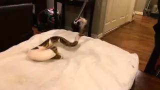 Pied Ball Python Striking Food (Slow Motion)