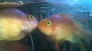 Fish kiss