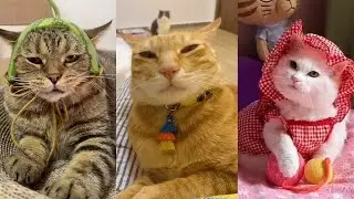 cute Dogs and Cats / Funny moments in life - pet lover 011 # LA
