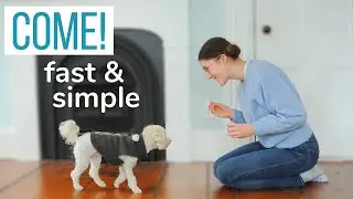 CAN’T GET YOUR DOG TO COME? | How we Trained our Maltipoo to COME as First-Time Dog Owners!