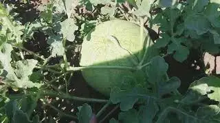 🍉НАШІ КАВУНЧИКИ 11.07.24.