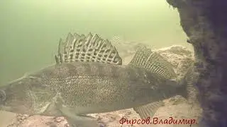 ;Не всегда коту пирог.