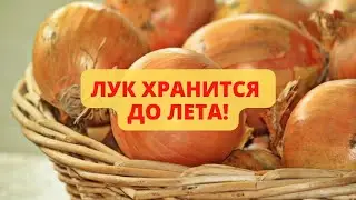Почему ваш лук постоянно гниет? Раскрываю секреты